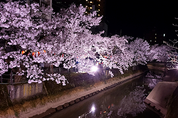 「柿川沿いのライトアップ」の画像