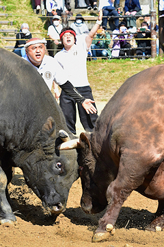 「山古志の「牛の角突き」」の画像