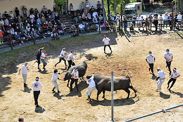 「山古志闘牛場で1,100人が観戦」の画像3