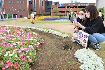 「市民ボランティアが丹精込めた花壇」の画像2