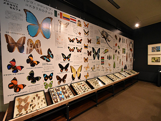 「展示している昆虫標本」の画像1
