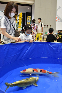 「錦鯉の展示」の画像