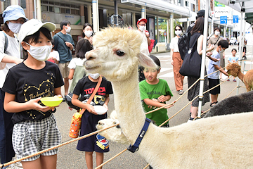 「アルパカとふれあい」の画像