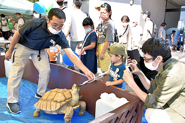 「リクガメと触れ合ったり」の画像