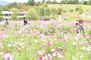 「10月中旬過ぎまで楽しめる見込み」の画像