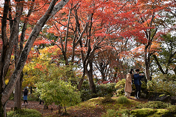 「紅葉のピークは10日頃」の画像2