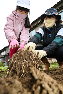 「里芋が姿を見せました」の画像2