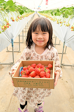 「イチゴ摘みが楽しめる長岡東山ふるさと体験農園」の画像
