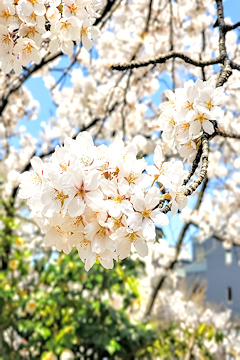 「柿川沿いの桜も満開」の画像
