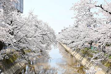 「福島江」の画像1