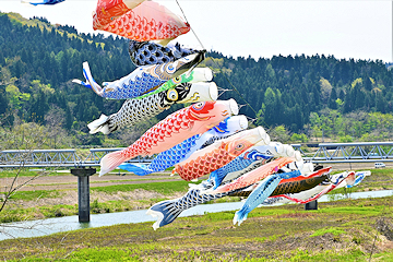 「こいのぼりが元気に泳いでいます」の画像