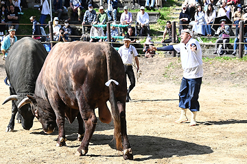 「手に汗握る真剣勝負は大迫力！」の画像2