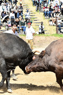 「手に汗握る真剣勝負は大迫力！」の画像3