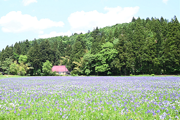 「大積の湿地に自生しているカキツバタ」の画像1