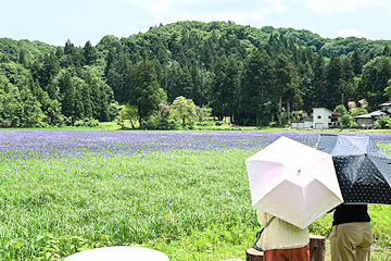 「大積の湿地に自生しているカキツバタ」の画像3