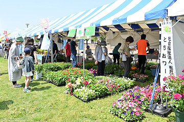 「花苗の販売」の画像