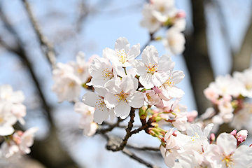 「市内の桜が見頃を迎えています♪」の画像