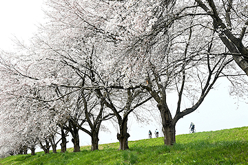 「万本桜植樹帯」の画像