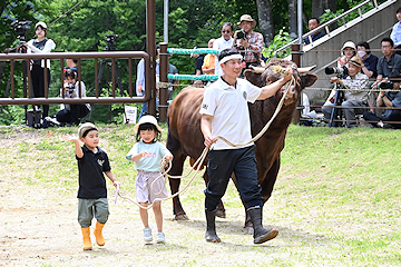 「計28頭の牛たち」の画像1