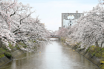「福島江の桜」の画像1