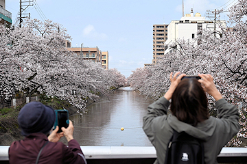 「福島江の桜」の画像2