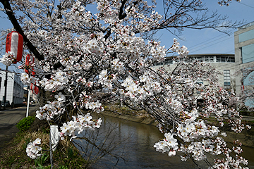 「長岡はこれからが本番ですね♬」の画像