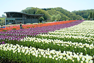 「「花の丘」のチューリップ」の画像1