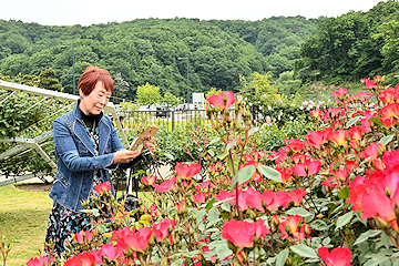 「約800品種、2,400株が咲き誇るバラ園は今が見頃」の画像2