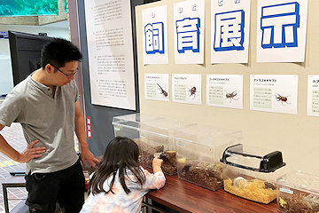 「カブトムシやクワガタムシの標本17種類を展示」の画像1
