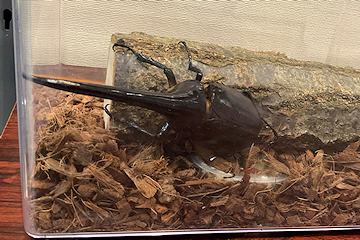 「カブトムシやクワガタムシの標本17種類を展示」の画像2