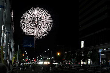 「白菊」の画像3