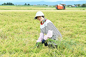 「たくさんの手間や思いを込めて収穫」の画像1