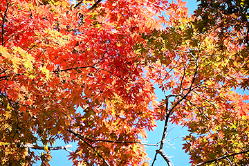 「越路地域のもみじ園の木々」の画像