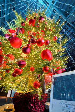 「冬の風物詩「アオルミネーション」」の画像