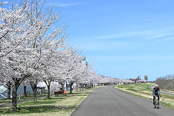 「市内の桜が続々と見頃」の画像