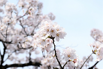 「柿川」の画像1