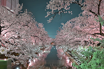 「福島江夜桜」の画像1