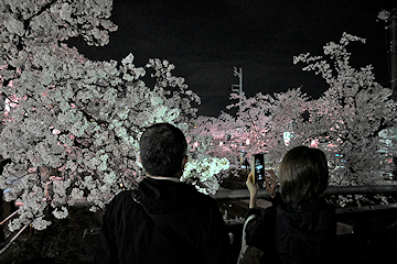 「福島江夜桜」の画像2
