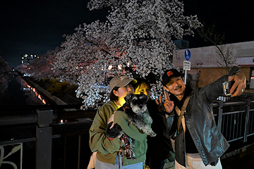 「福島江夜桜」の画像3