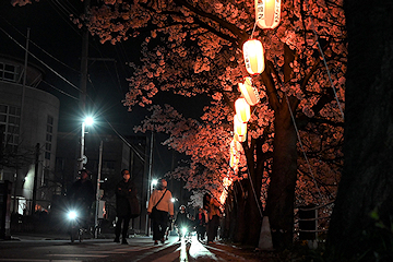 「福島江夜桜」の画像4