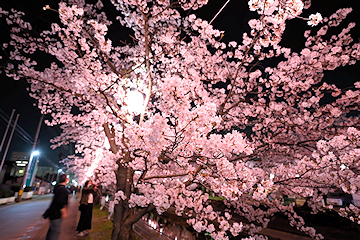「ライトアップされた夜桜」の画像