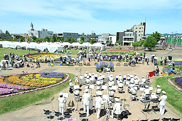 「約2万本の花が見頃を迎えています」の画像1