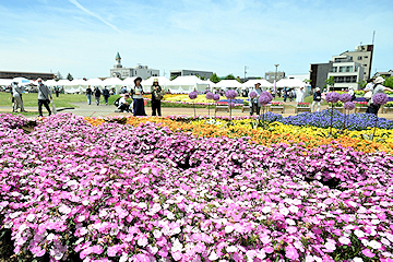 「約2万本の花が見頃を迎えています」の画像2