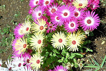 「約2万本の花が見頃を迎えています」の画像3