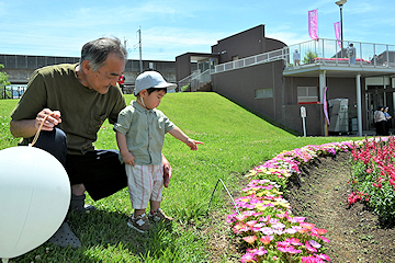 「約2万本の花が見頃を迎えています」の画像4