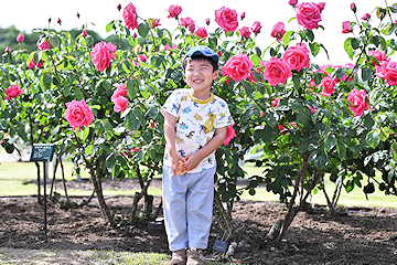 「美しい庭園を散歩してみては」の画像