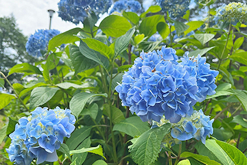 「ショウブとアジサイが見頃を迎えました」の画像2