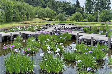 「紫や白の花を咲かせています」の画像