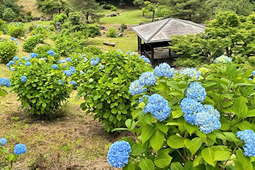 「花々が新緑に包まれた園内を彩ります」の画像