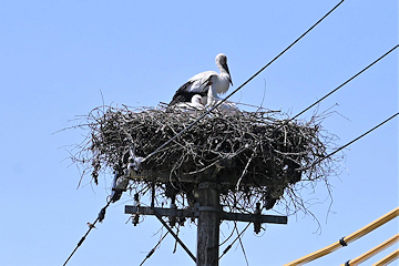 「順調に成長すると約1カ月後に巣立ちを迎える見込みです」の画像